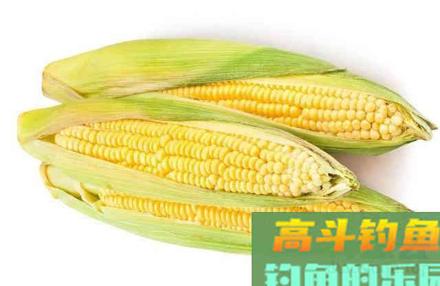 它被垂钓界公认的万能饵，玉米