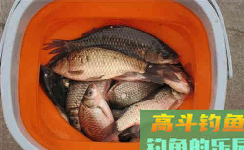 冬季钓鱼，窝子打多还是少？老钓友这样打