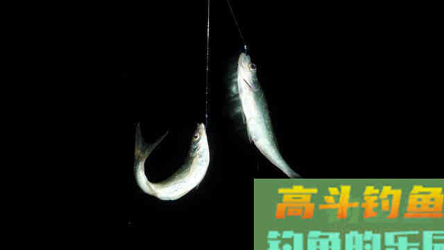 野生鱼儿可不一定喜欢渔具店里卖的饵，得看水里有啥