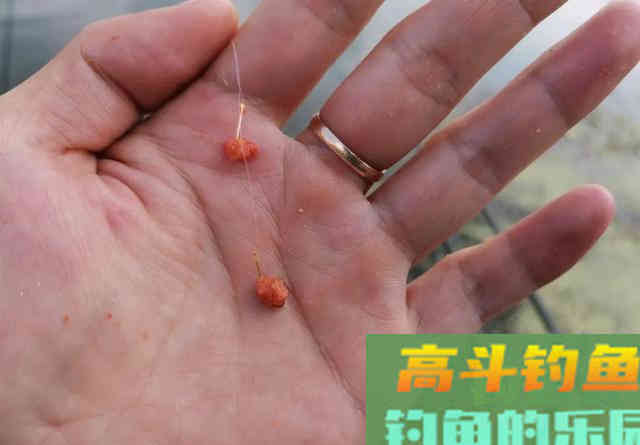 钓白条要把控好味型调对状态，才能钓得更顺