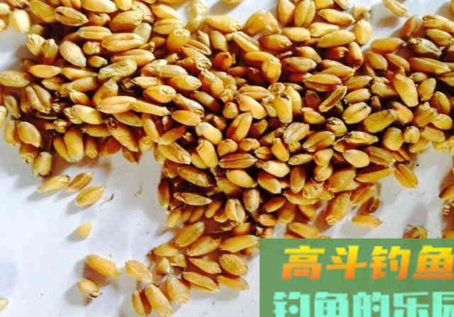 3种麦粒鱼饵制作方法分享，想学的别错过