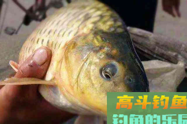 用玉米饵搭配的用法，效果如何