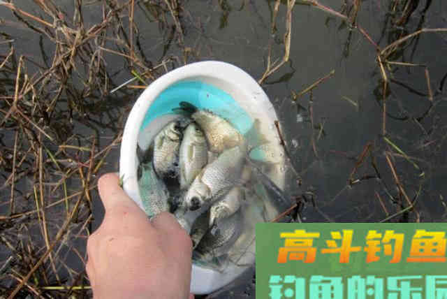 冬季钓鱼的5点体会，并附上我的自制钓鲫饵料配方