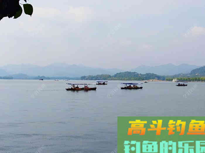 自制钓鲫鱼酒小米的几个误区，可帮助你钓获大鲫鱼