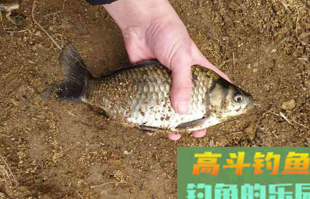 冬钓狂拉大板鲫时，对蚯蚓万能饵的一些加工方法
