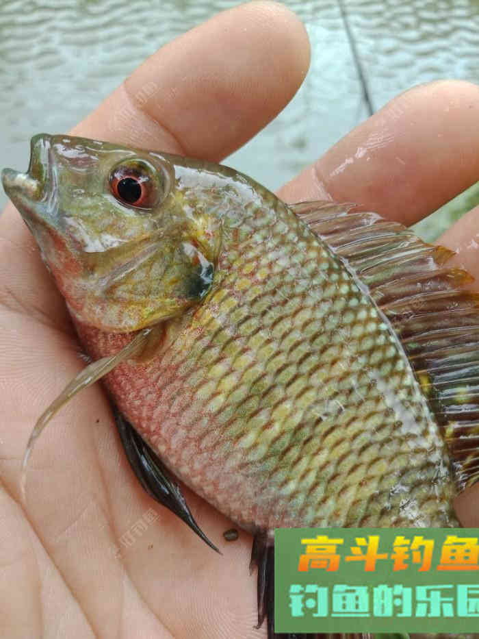 回家顺手试自配草鱼饵，还是七彩非伴随左右