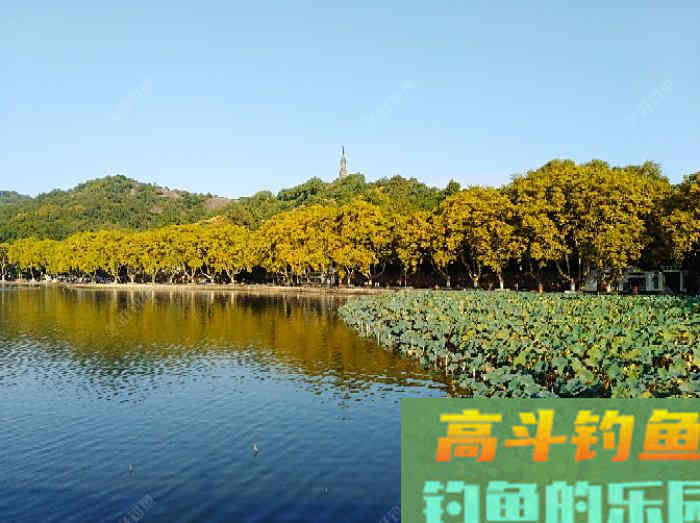 五种情况下需用轻饵作钓，能让你更好的钓获大鲫鱼