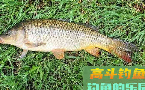 冬季要用腥，你说的是哪种腥？腥饵的种类