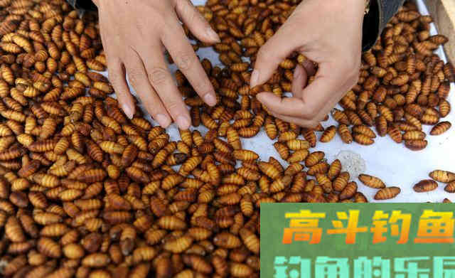 为什么大鱼喜欢吃粗粮？从体型、生存聊选饵之道
