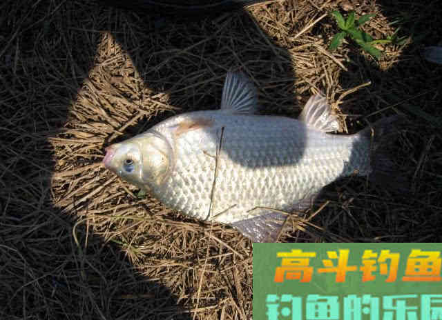 冬季钓鱼的5点体会，并附上我的自制钓鲫饵料配方