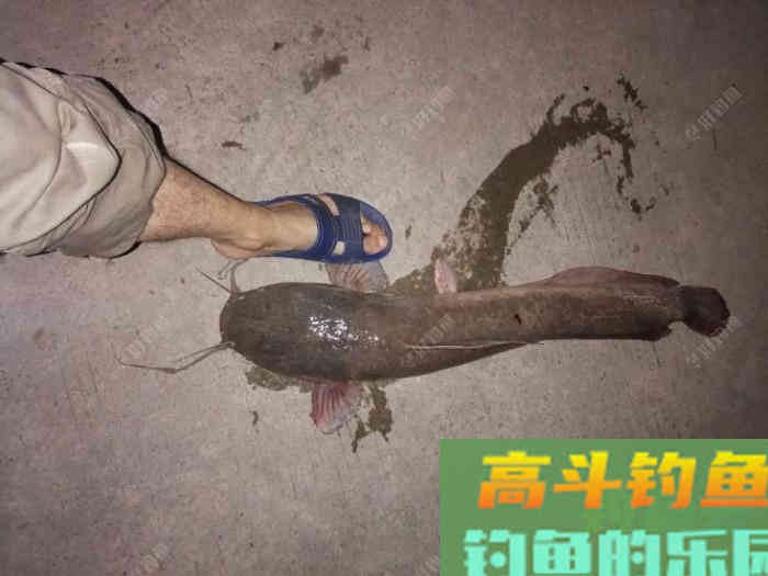春季用蚯蚓钓鲫鱼、鲤鱼、罗非鱼、黄颡鱼的技巧总结