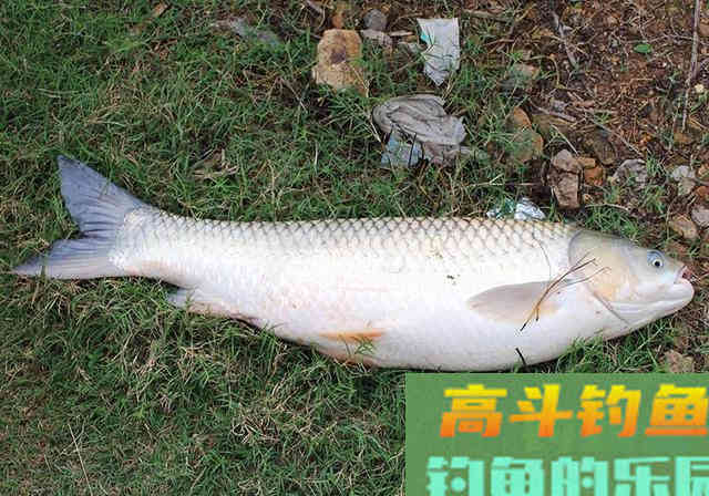 不慎把老干妈撒入窝料中，诱鱼力大增，渔获25斤
