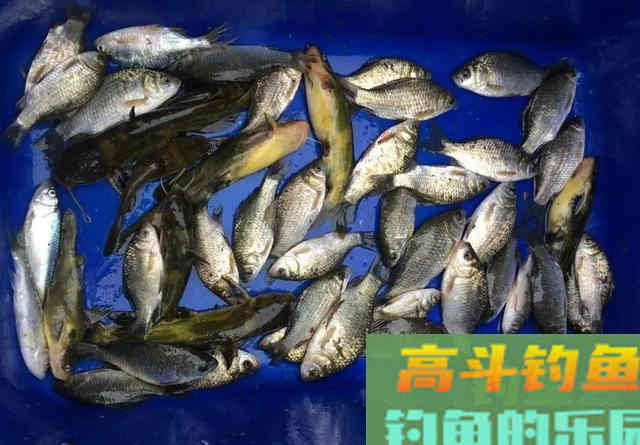 嫌酒米诱鱼不够快，你可以再加点佐料