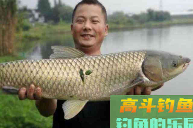 深秋时期钓草鱼，可以用的一款自制饵料效果好