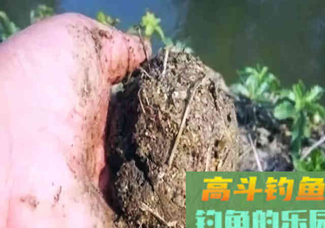 钓鱼打窝绝学分享，诱鱼不理想的钓友看过来