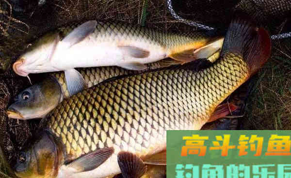 5个夏季使用的素饵配方，通杀鲫草鲤