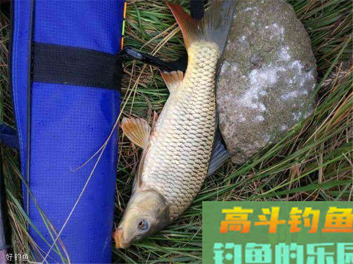个人经验分享，深秋时节如何钓鲤鱼