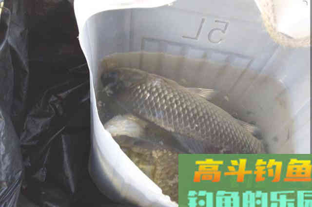 大蒜红枣做的钓鱼小药，比买的都好用