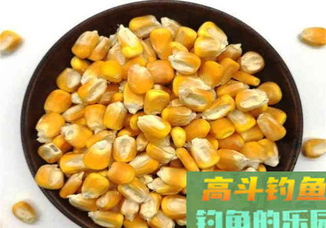 夏季打窝诱鱼不理想，那就试试这款鸡粪窝料