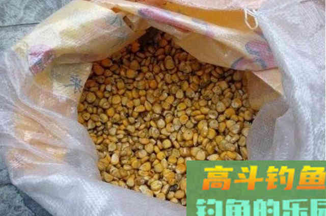 玉米饵钓鱼，有的狂拉，有的人没口，为什么？