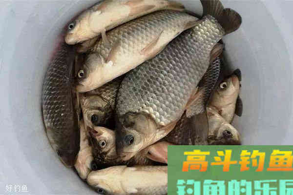 春季野钓用饵有招数，这招用的好，不愁钓不到鱼