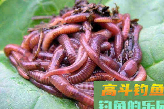 天气变冷野钓大鲫鱼，实用的3种钓鱼小药