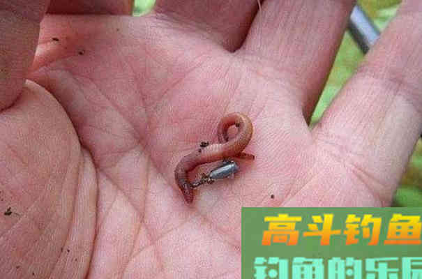 春季钓鱼，使用蚯蚓有讲究，一起来看看技巧