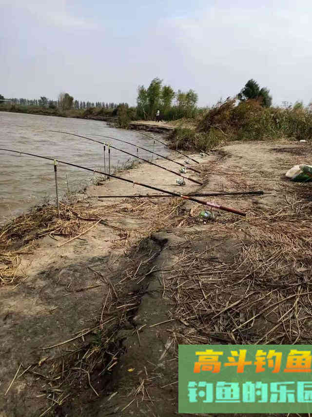 辽河海竿钓鲤鱼多年，玉米面最好用，附糟食饵配制步骤