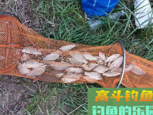 蓝鲫+九一八饵料这样用，鱼获少不了
