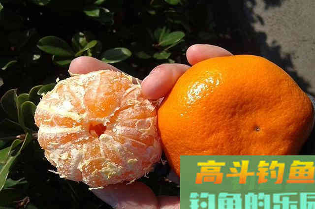 大蒜红枣做的钓鱼小药，比买的都好用