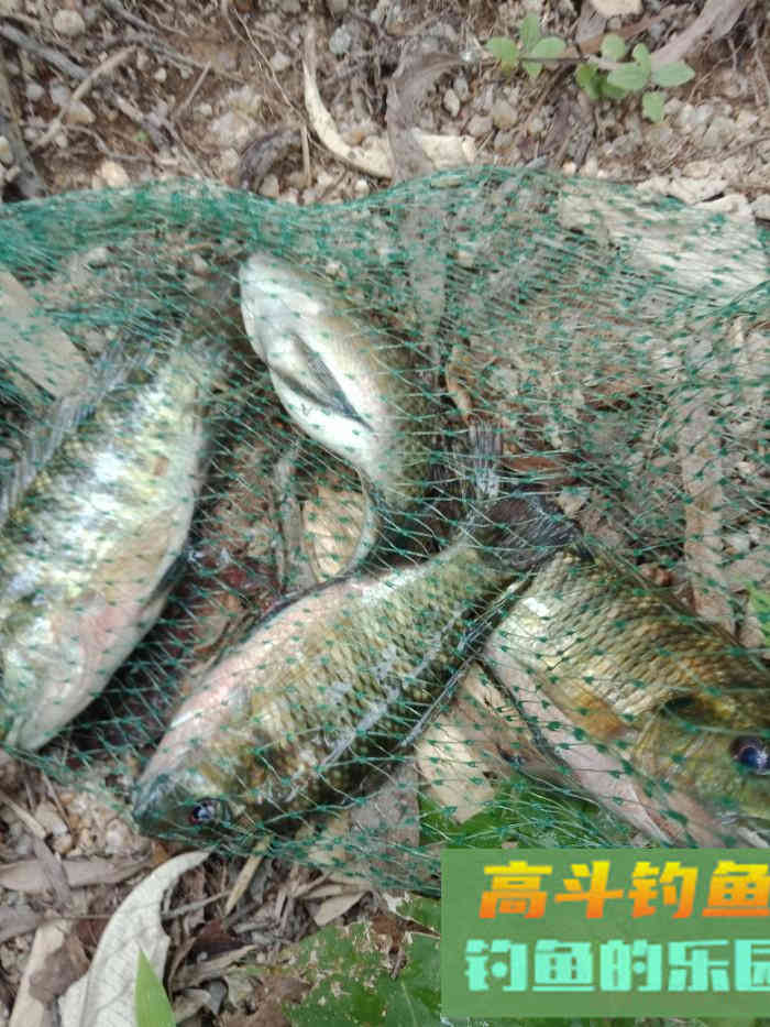 回家顺手试自配草鱼饵，还是七彩非伴随左右