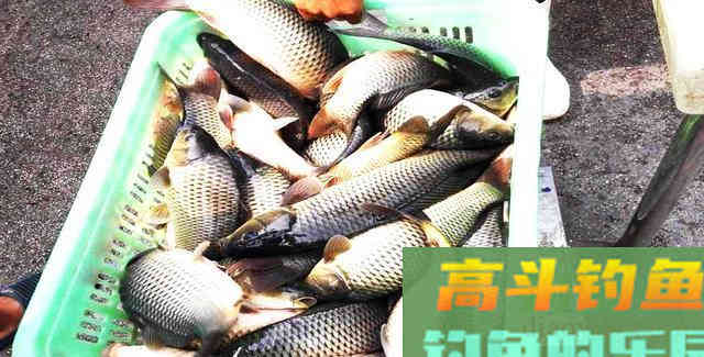 自制钓鱼饵料，针对鲫鱼和鲤鱼