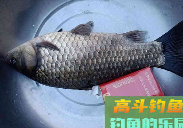 麝香酒米诱鱼，钓获一条3斤巨型鲫鱼，30条大板鲫鱼