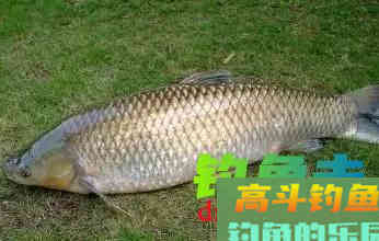为何鱼口一停，就很难继续连竿，还是打窝出了问题