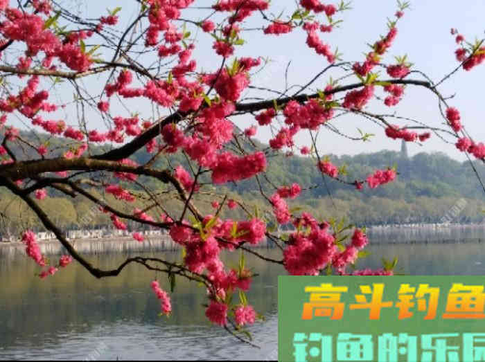 从打窝的种类与利弊，到材料的味型分析，教你打窝