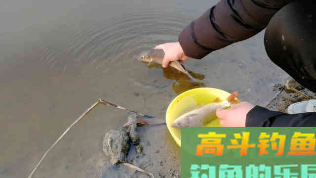 开饵掌握这五大要素，就算不打窝也一样丰收