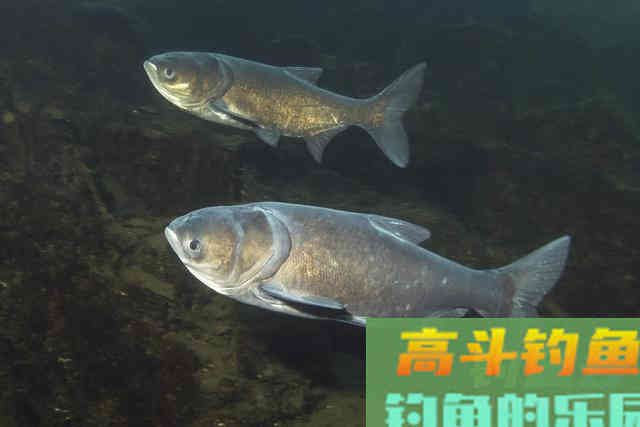 钓鱼打窝有技巧，补窝也同样很重要