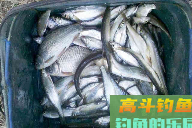 不会打窝的看过来，正确打窝用少量窝料诱多鱼