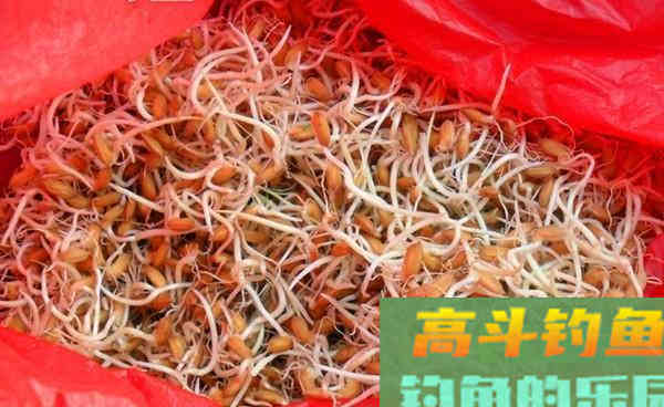 野钓大草鱼的自制饵料，里面加的东西就能专钓大草鱼