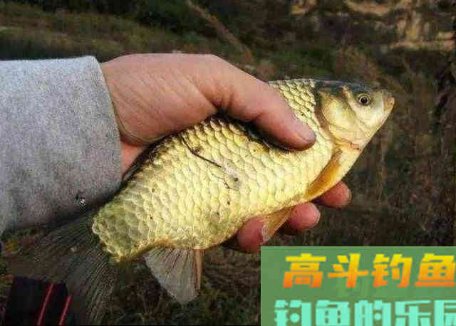 冷天钓鱼这几种饵料用法特别好