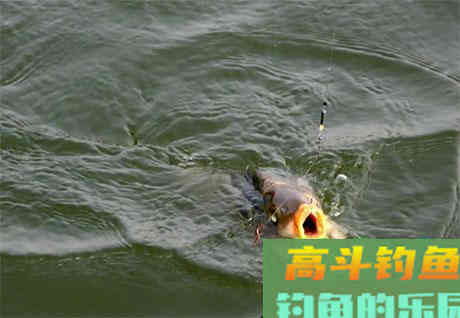 野钓清明前后，打窝迟迟没动静，可以试试隔夜窝
