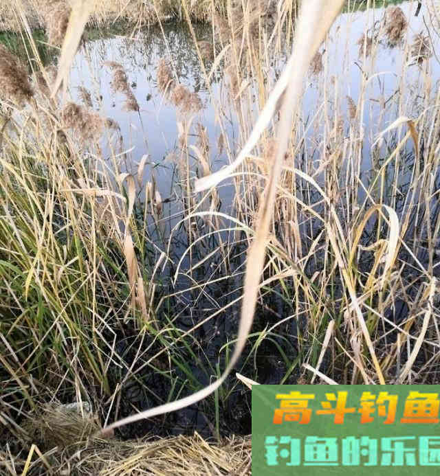 冬钓斤鲫，自制饵窝料详细教学
