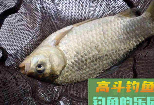 冬季钓鱼的5点体会，并附上我的自制钓鲫饵料配方