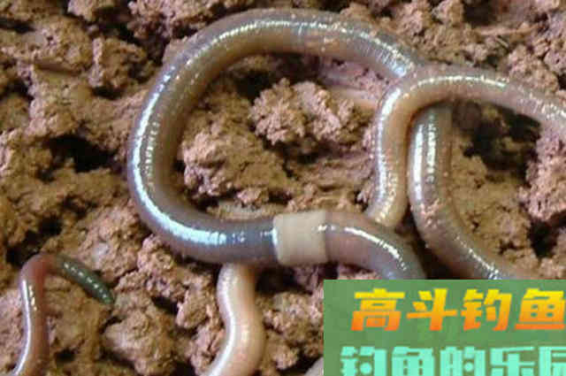 蚯蚓加这些做饵料的配方，钓到的鲫鱼又肥又大