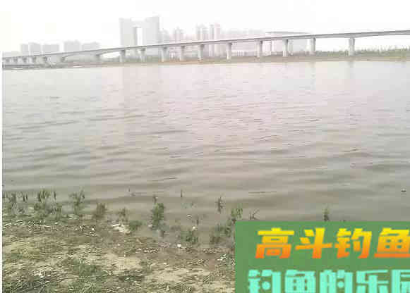 钓点鱼泡不断，窝子里鱼花四溅，就是没有鱼咬钩