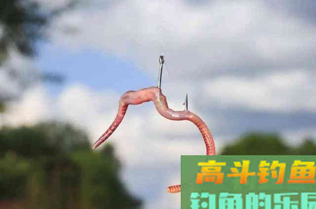 蚯蚓的用法大招，实现爆个护都没感觉