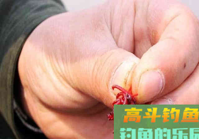 冬季使用红虫做钓饵，不想用手触碰，试试这3招