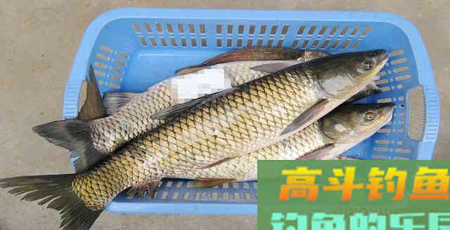 湖库钓鱼用什么打窝？如何打窝聚鱼更快