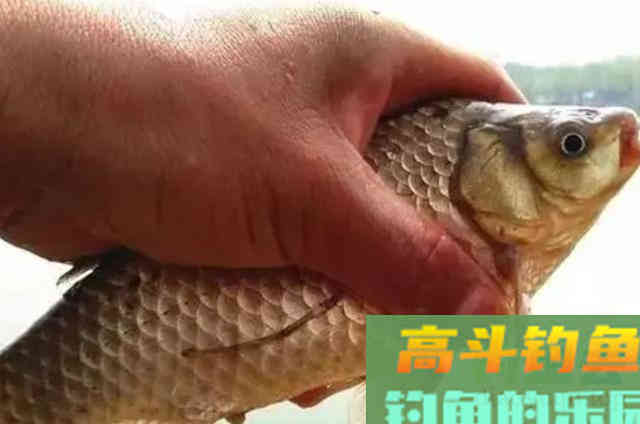 中秋为何钓鱼人都会收藏月饼?现在才知道其中的玄机 中秋为何钓鱼人都会收藏月饼?现在才知道其中的玄机