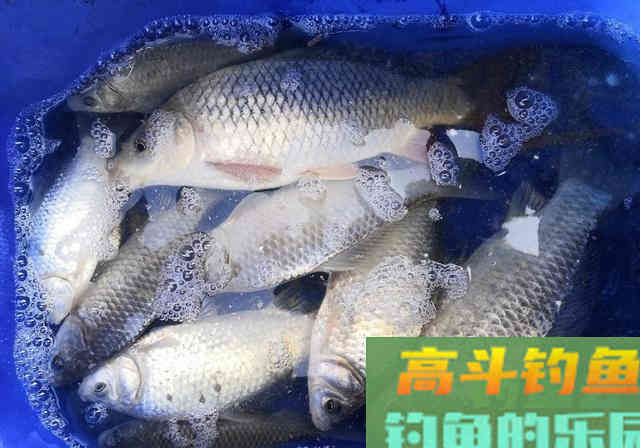 冬钓斤鲫，自制饵窝料详细教学